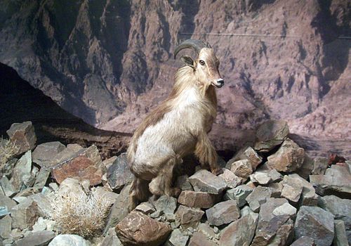 Arabian tahr